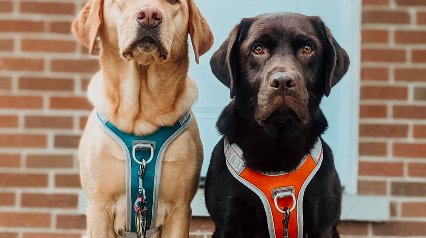 Harnais anti-traction canin en Y de qualité professionnelle en teinte neutre moderne, posé à plat sur surface bois clair, montrant structure des sangles, points d'ajustement et anneau d'attache dorsal